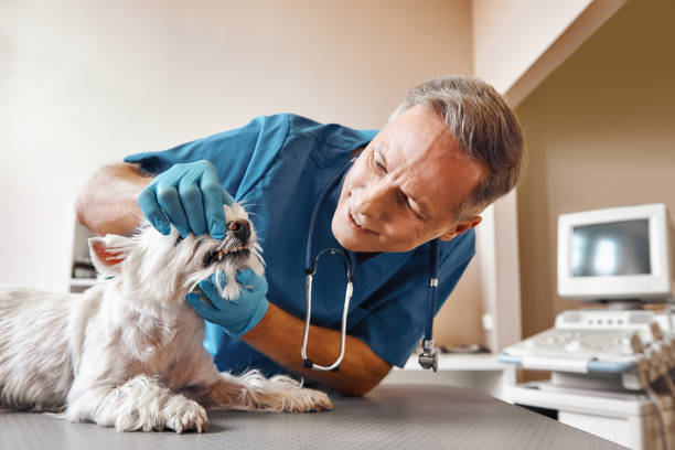 Best Emergency Denture Repair in Strathmore, NJ